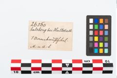 Foto von Bronzeschlangenfibel (NHMW-PRAE-026559)